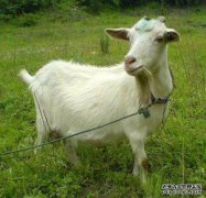 当像兔子一样繁殖时，只要是最丑陋和最可怜的