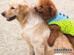 请看“六种水果”你不能吃毛绒玩具。你吃了多