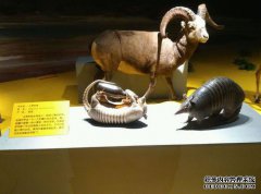 这个月的第一个生命只有两天，西方国家是荒谬