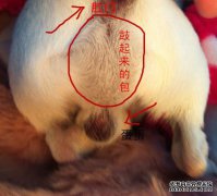 丈夫邢的姓氏，婴儿于明年出生。想起一个名字