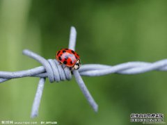 瓢虫之谜-瓢虫生活