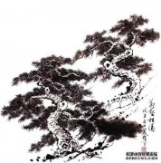 在柏树下，草不会沉降。