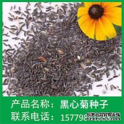 2月在哪里出售Blue Seed？