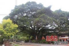 南清山村的介绍