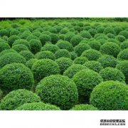 小蜡和小叶指甲花的区别